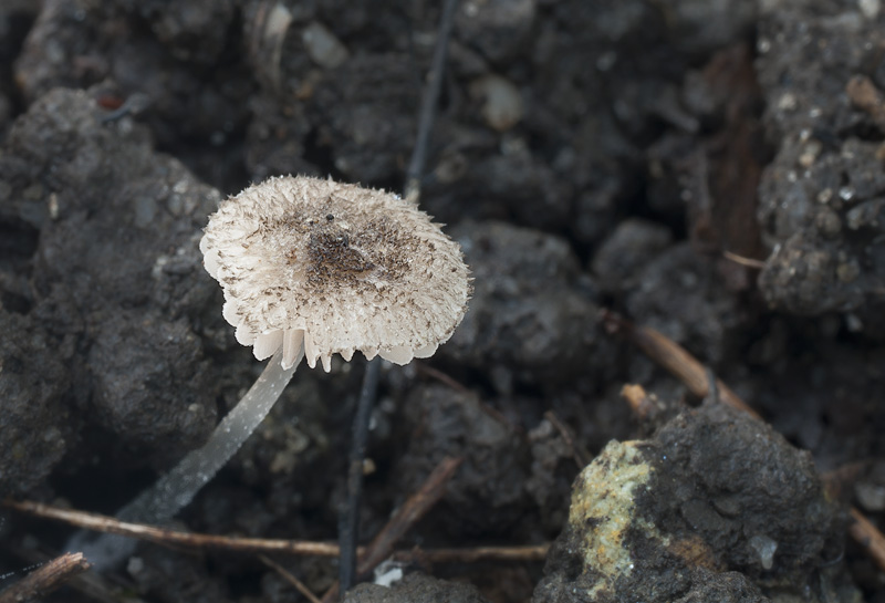 Pluteus exiguus